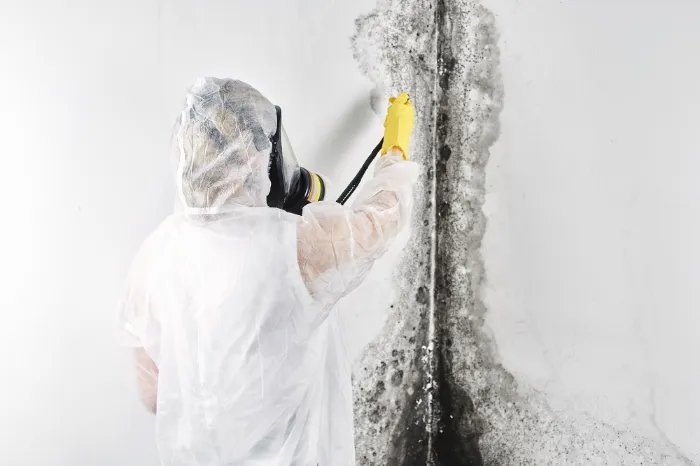 Mold Remediation Services Mold Remediation Services